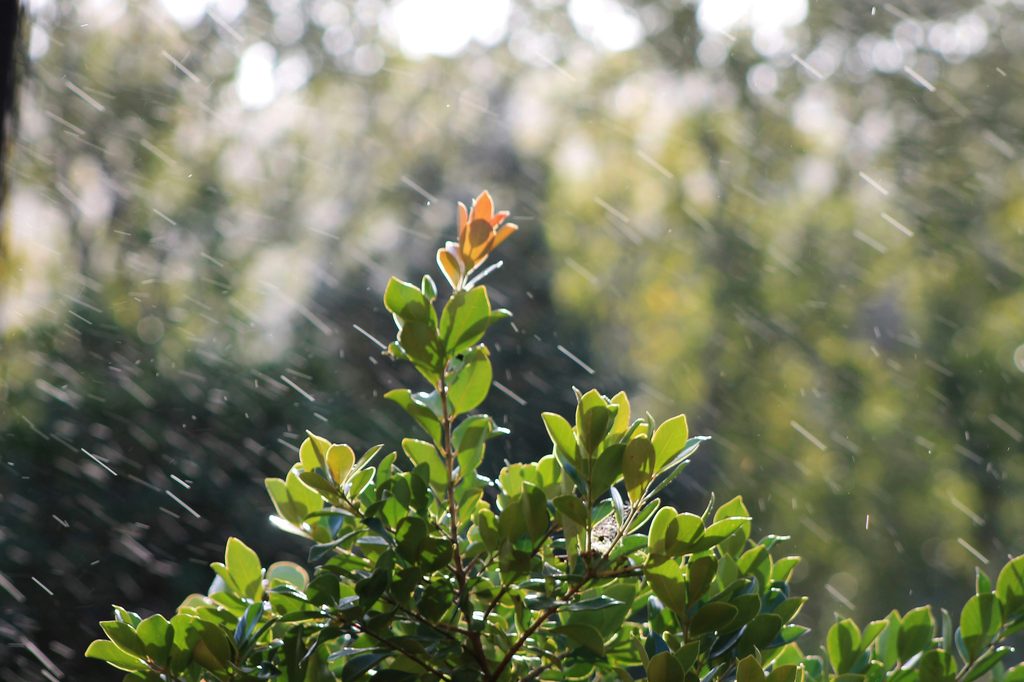 雨のニュージーランド